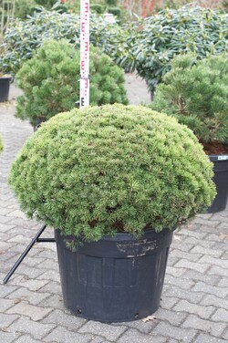 Pušis kalninė (Lot Pinus mugo) 'Mops' C110 80-100 CM