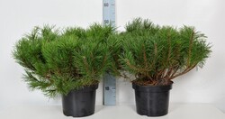 Pušis kalninė (Lot Pinus mugo) C5/P23 30-35 CM