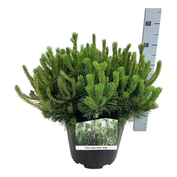 Pušis kalninė (Lot Pinus mugo) C15 50-60 CM