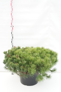 Pušis kalninė (Lot Pinus mugo) C50 120/+ CM