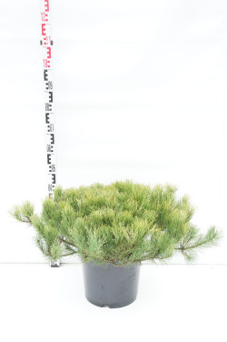 Pušis kalninė (Lot Pinus mugo) C15 70/+ CM