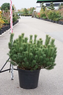 Pušis kalninė (Lot Pinus mugo) C55 80-100 CM EXTRA - nuotrauka 1
