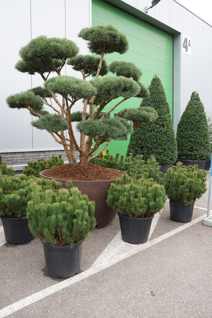 Pušis kalninė (Lot Pinus mugo) C55 80-100 CM EXTRA