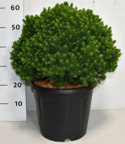 Pušis kalninė (Lot Pinus mugo) 'Mumpitz' C5/P23 25-30 CM - nuotrauka 1