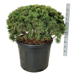 Pušis kalninė (Lot Pinus mugo) 'Mumpitz' C110 80-100 CM SOLITAIR