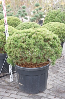 Pušis kalninė (Lot Pinus mugo) 'Mumpitz' C110 80-100 CM