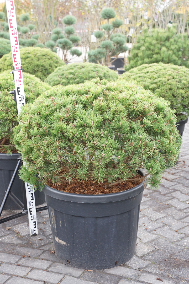 Pušis kalninė (Lot Pinus mugo) 'Mumpitz' C110 80-100 CM