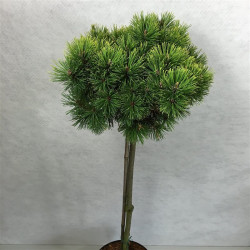 Pušis kalninė (Lot Pinus mugo) 'Ophir' C7,5 STIEBAS 50 CM