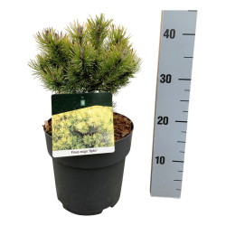 Pušis kalninė (Lot Pinus mugo) 'Ophir' C5/P23 20-25 CM - nuotrauka 1