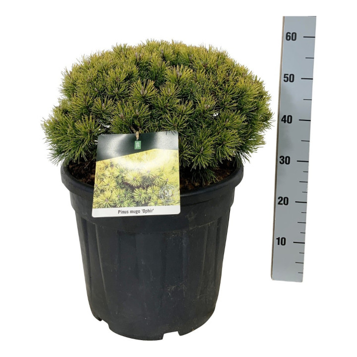 Pušis kalninė (Lot Pinus mugo) 'Ophir' C30 40-50 CM EXTRA