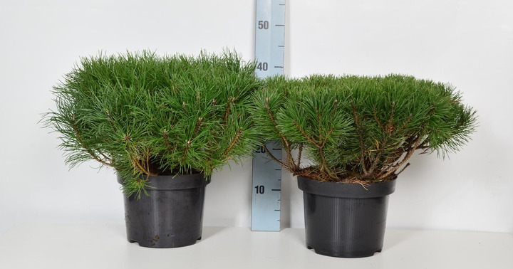 Pušis kalninė (Lot Pinus mugo) C5/P23 30-35 CM