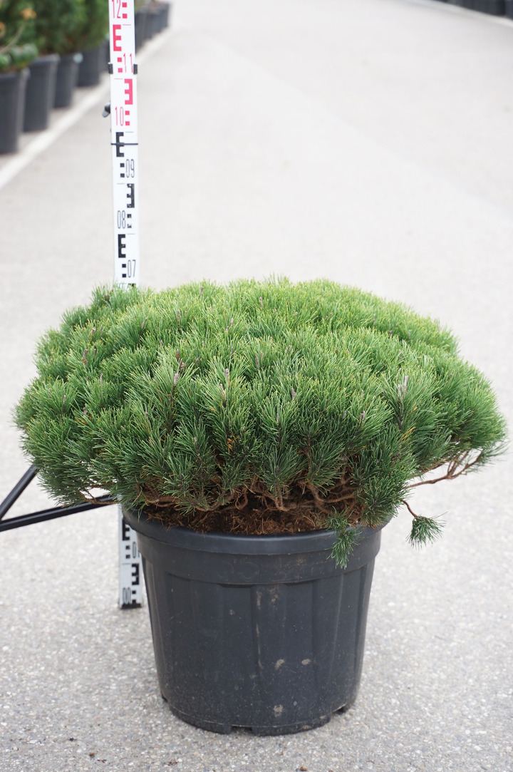 Pušis kalninė (Lot Pinus mugo) C55 70-80 CM