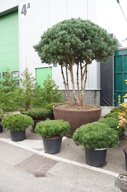 Pušis kalninė (Lot Pinus mugo) C55 70-80 CM - nuotrauka 2