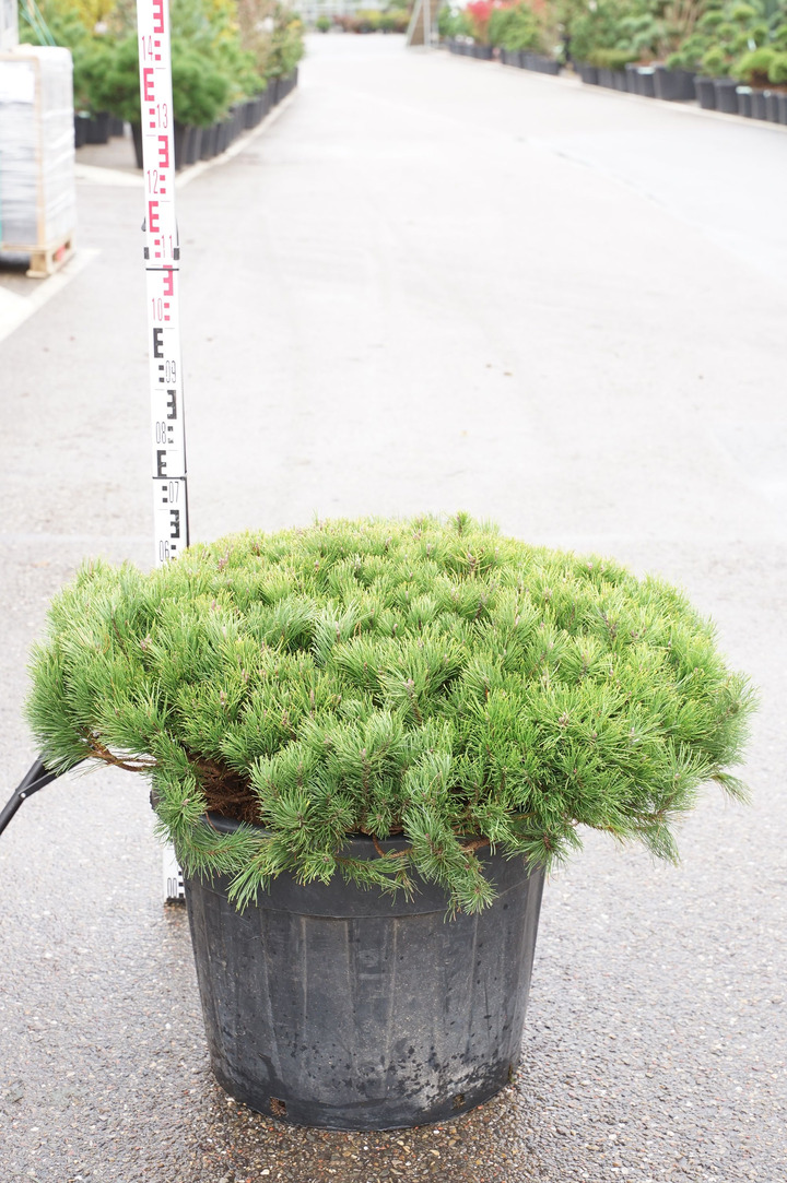 Pušis kalninė (Lot Pinus mugo) C90 80-100 CM
