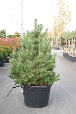 Pušis kalninė (Lot Pinus m.) 'Rostrata' C180 125/+ - nuotrauka 1