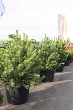 Pušis kalninė (Lot Pinus m.) 'Rostrata' C180 125/+ - nuotrauka 2