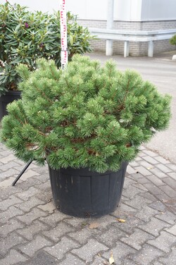 Pušis kalninė (Lot Pinus mugo) C130 80-100 CM SOLITAIR