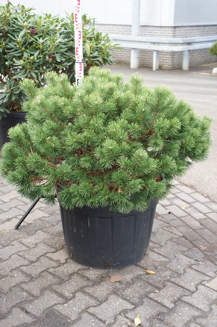 Pušis kalninė (Lot Pinus mugo) C130 80-100 CM SOLITAIR