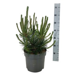 Pušis kalninė (Lot Pinus mugo) C7,5/P26 40-50 CM