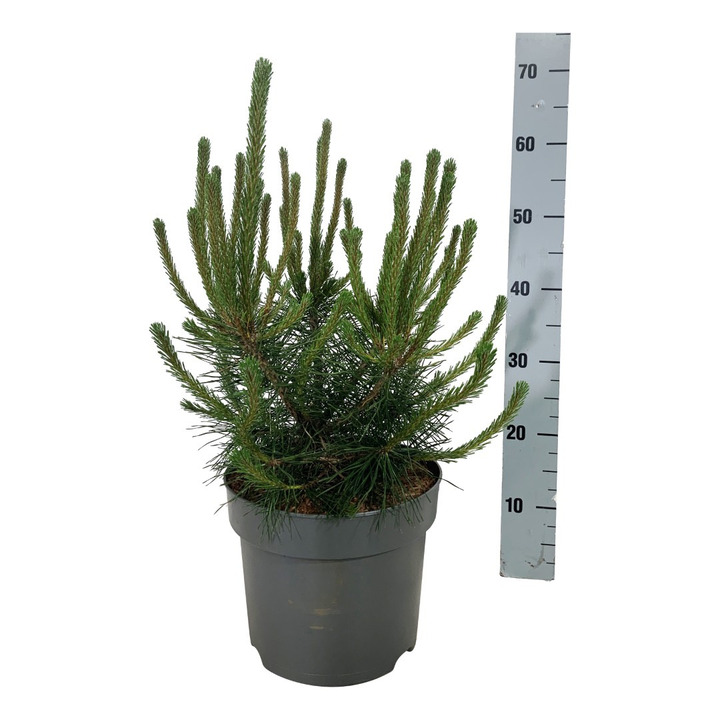 Pušis kalninė (Lot Pinus mugo) C7,5/P26 40-50 CM
