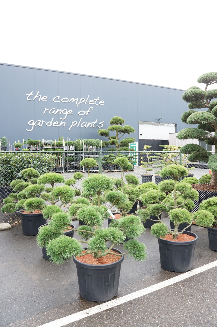 Pušis kalninė (Lot Pinus mugo) BONSAI 80-100CM C70
