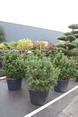 Pušis kalninė (Lot Pinus mugo) BONSAI 60-80 CM C50
