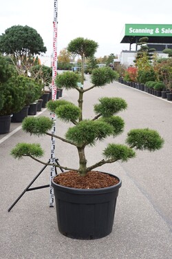 Pušis kalninė (Lot Pinus mugo) BONSAI 125-150 CM - nuotrauka 1