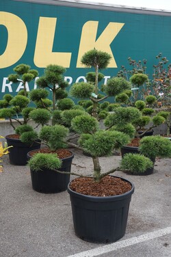 Pušis kalninė (Lot Pinus mugo) BONSAI 125-150 CM - nuotrauka 2