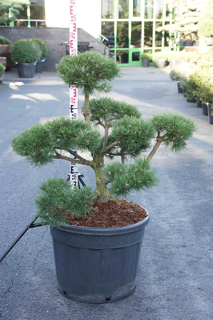 Pušis kalninė (Lot Pinus mugo) BONSAI 80-100CM C80
