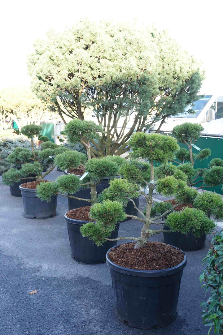Pušis kalninė (Lot Pinus mugo) BONSAI 80-100CM C80