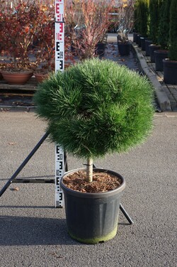 Pušis juodoji (Lot Pinus nigra) 'Bambino' C20 STIEBAS 40 CM