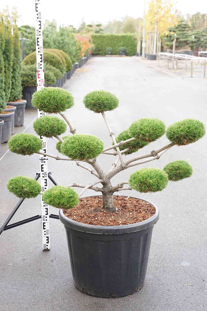 Pušis juodoji (Lot Pinus nigra) 'Brepo' BONSAI 90-100 C80