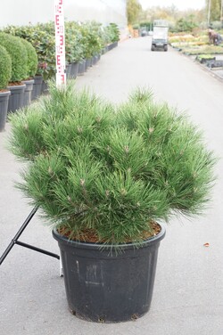 Pušis juodoji (Lot Pinus nigra) 'Brepo' 10 CM ST P48 CR 80 - nuotrauka 1