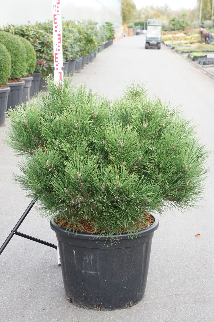 Pušis juodoji (Lot Pinus nigra) 'Brepo' 10 CM ST P48 CR 80