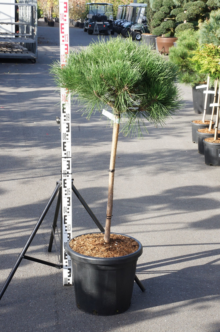 Pušis juodoji (Lot Pinus nigra) 'Brepo' C25 STIEBAS 75 CM
