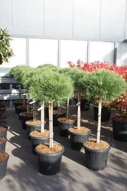 Pušis juodoji (Lot Pinus nigra) 'Brepo' C25 STIEBAS 75 CM - nuotrauka 2
