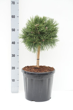 Pušis kalninė (Lot Pinus mugo) 'Green Pearl' C11 STIEBAS 20 CM