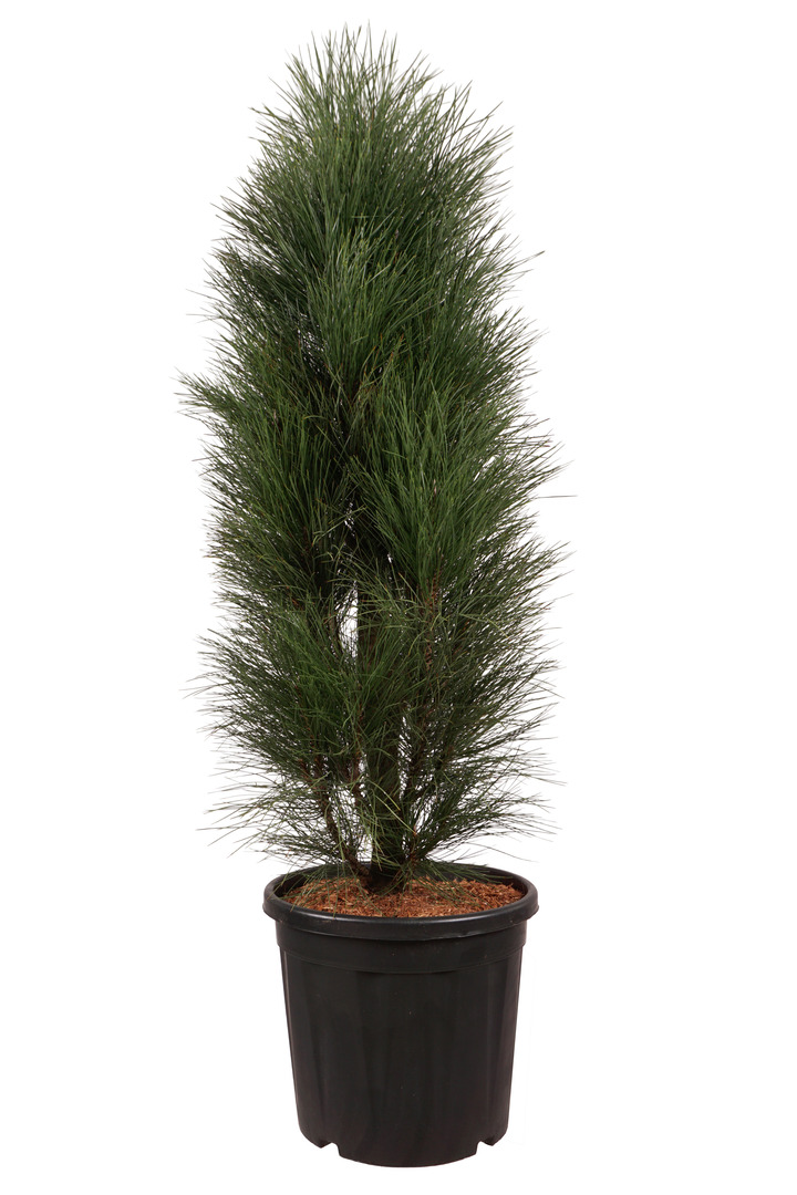 Pušis juodoji (Lot Pinus nigra) 'Green Tower' C20 100-125 CM
