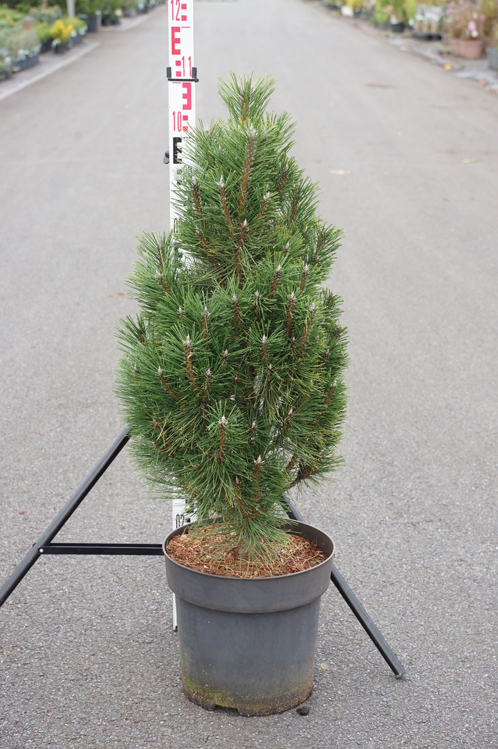 Pušis juodoji (Lot Pinus nigra) 'Komet' C12 50-60 CM