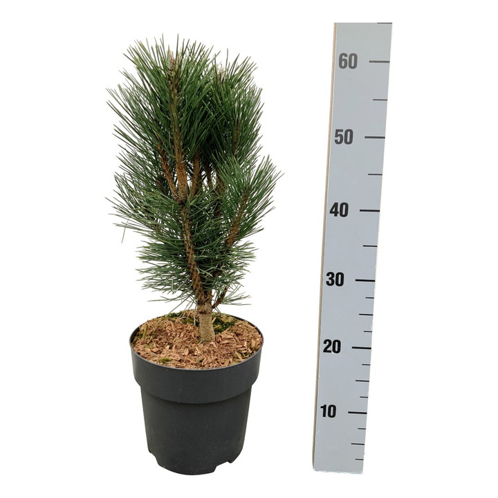 Pušis juodoji (Lot Pinus nigra) 'Loïs' C5/P23 30-40 CM