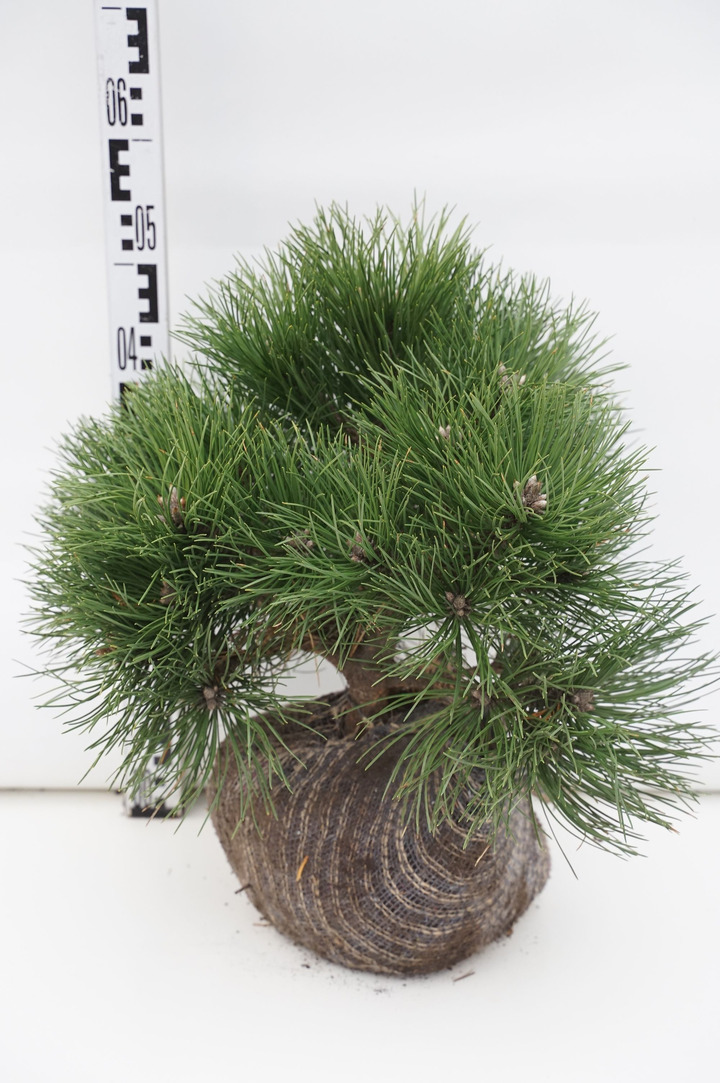Pušis juodoji (Lot Pinus nigra) 'Nana' 40-50 CM RB