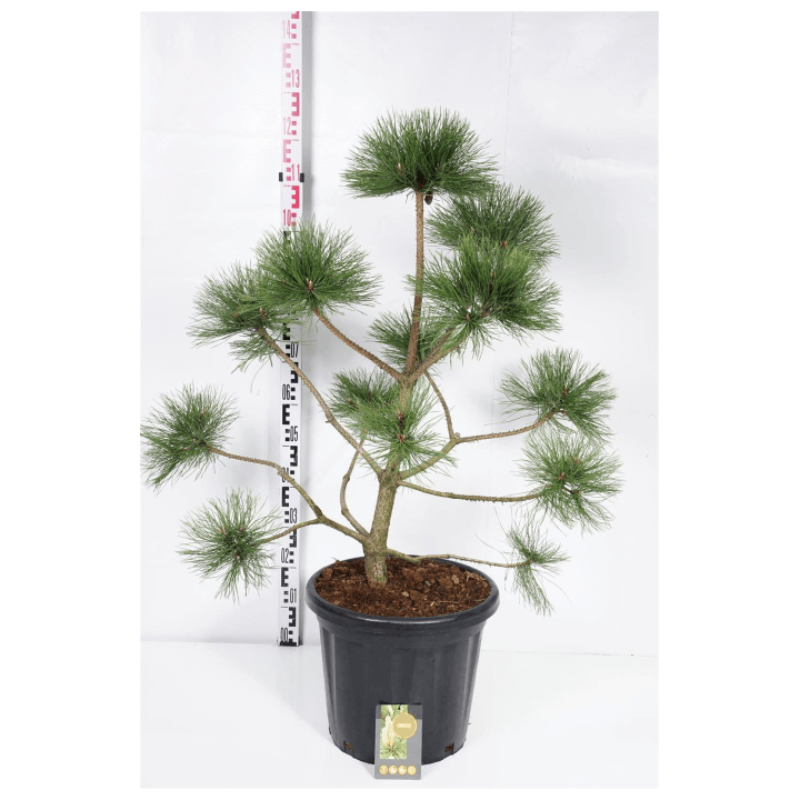 Pušis juodoji (Lot Pinus nigra) PLATEAU 80-100 C25