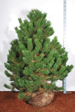 Pušis juodoji (Lot Pinus nigra) 150-175 CM WRB SOL