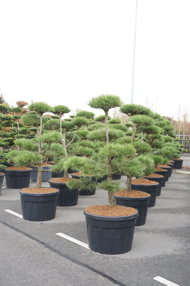 Pušis juodoji (Lot Pinus nigra) BONSAI 150-175 C180