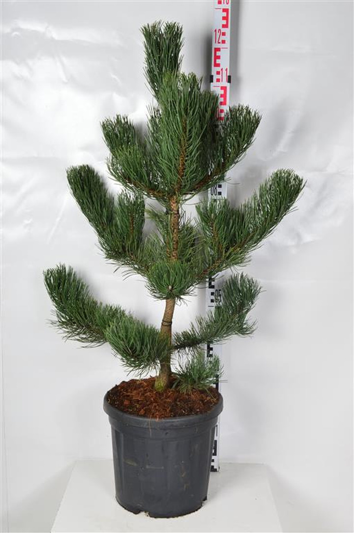 Pušis juodoji (Lot Pinus nigra) 'Oregon Green' C18 70-80 CM