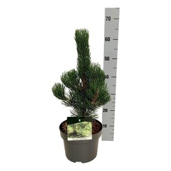 Pušis juodoji (Lot Pinus nigra) 'Oregon Green' C5/P23 40-50 CM