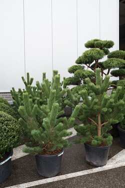 Pušis juodoji (Lot Pinus nigra) 'Oregon Green' C55 100-125CM EXTRA