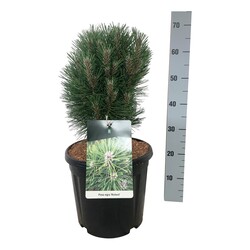 Pušis juodoji (Lot Pinus nigra) 'Richard' C15 30-40 CM