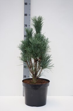 Pušis paprastoji (Lot Pinus sylv.) 'Fastigiata' C7,5/P26 50-60 CM