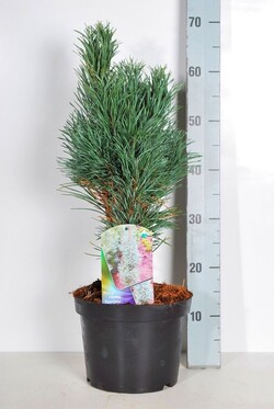 Pušis paprastoji (Lot Pinus sylv.) 'Fastigiata' C5/P23 50-60 CM